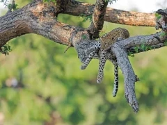Leopard in Lower Zambezi National Park, Zambia.