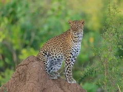 Leopard in Lower Zambezi National Park, Zambia.