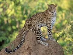 Leopard in Lower Zambezi National Park, Zambia.