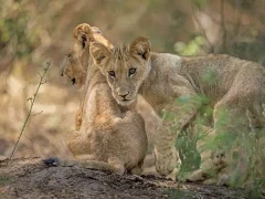 Lion cubs in Lower Zambezi National Park, Zambia.