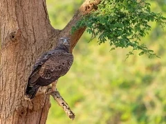Martial eagle in Lower Zambezi National Park, Zambia.