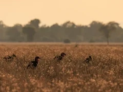 Southern ground hornbill in Lower Zambezi National Park, Zambia.