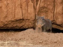 Warthog in Lower Zambezi National Park, Zambia.
