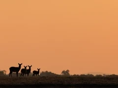 Waterbuck in Lower Zambezi National Park, Zambia.