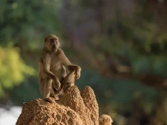 Yellow baboon in Lower Zambezi National Park, Zambia.