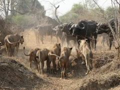 Lion & buffalo in the Luangwa Valley, Zambia.