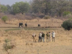 Elephants seen on a walking safari in the Luangwa Valley, Zambia.
