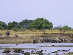 Elephant panorama in South Luangwa National Park, Zambia.