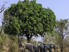 Elephant in South Luangwa National Park, Zambia.
