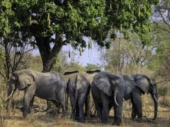 Elephant in South Luangwa National Park, Zambia.