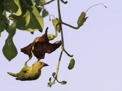 Golden weaver in South Luangwa National Park, Zambia.