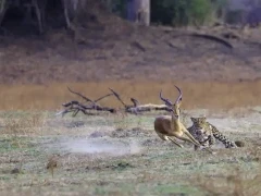 Leopard chase in South Luangwa National Park, Zambia.
