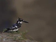 Pied kingfisher in South Luangwa National Park, Zambia.