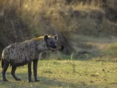 Spotted hyena in South Luangwa National Park, Zambia.