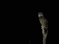 Verreaux's eagle owl in South Luangwa National Park, Zambia.
