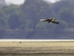 Yellow-billed kite in South Luangwa National Park, Zambia.