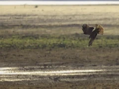 Yellow-billed kite in South Luangwa National Park, Zambia.