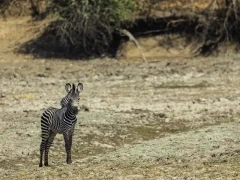 Zebra in South Luangwa National Park, Zambia.
