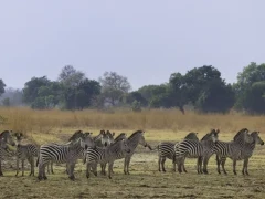 Zebra in South Luangwa National Park, Zambia.