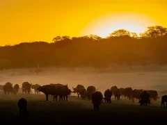 African buffalo in Hwange National Park, Zimbabwe.