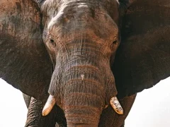 Close-up of an elephant in Zimbabwe.