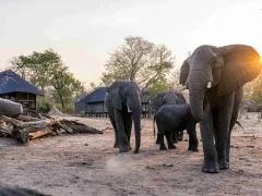 An elephant herd in the Sable Valley, Zimbabwe.