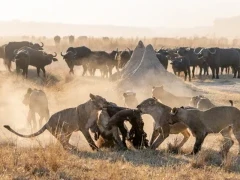 Lions on a hunt in Zimbabwe.