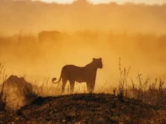 A lion in the Sable Valley, Zimbabwe.