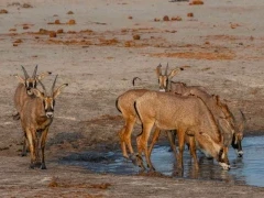 Roan by a water hole, in Zimbabwe.