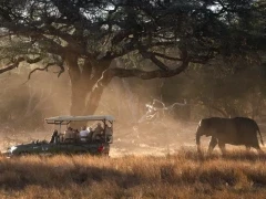 A safari vehicle by some elephants in Zimbabwe.