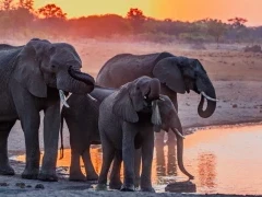 Elephants by some water in the Sable Valley, Zimbabwe.