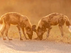 Two wild dogs in Zimbabwe.