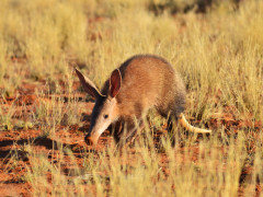 Aardvark