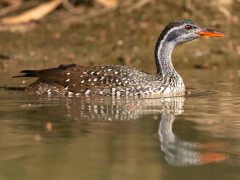 African finfoot