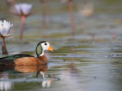 African pygmy goose