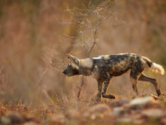 Wild dog