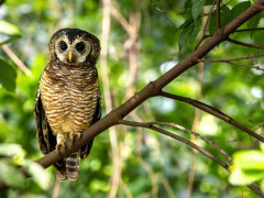 African wood owl