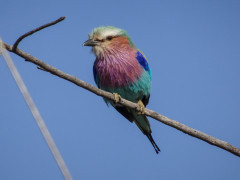 Lilac-breasted roller.