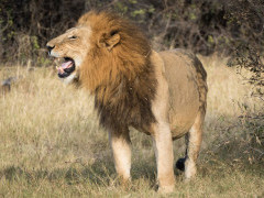 Male lion in Moremi Game Reserve.