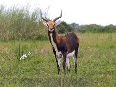 Black lechwe