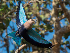 Blue-bellied roller