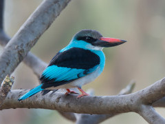 Blue-breasted kingfisher