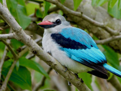 Blue-breasted kingfisher