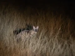Aardwolf in Botswana.