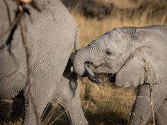 African elephant in Botswana.