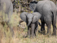 African elephant in Botswana.