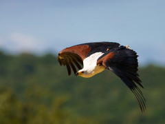 African fish eagle in Botswana