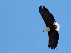 African fish eagle in Botswana.