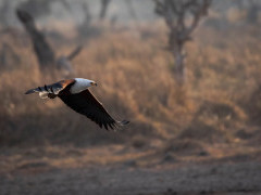 African fish eagle in Moremi Game Reserve, Okavango Delta, Botswana.