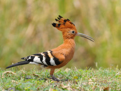 African hoopoe in Moremi Game Reserve, Okavango Delta, Botswana